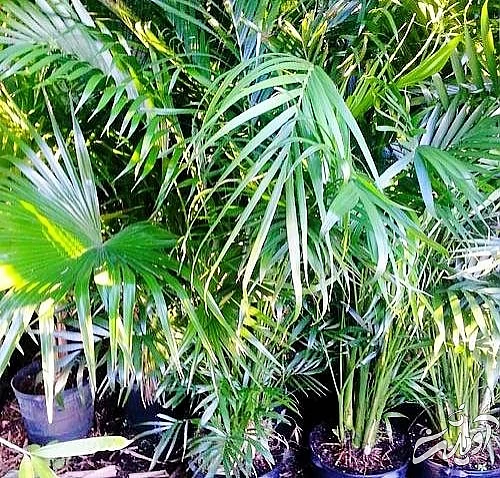  گیاه نخل گربه 